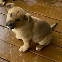 Tippy, a female German Shepherd Dog and Olde English Bulldogge for sale in Reynoldsville, PA – Photo 1 of 4