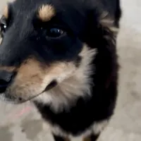 Duck, a female Australian Shepherd for sale in Reynoldsville, PA – Photo 2 of 3