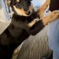 Duck, a female Australian Shepherd for sale in Reynoldsville, PA – Photo 3 of 3