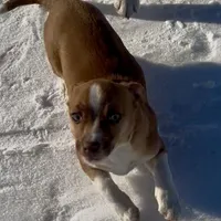 Bo, a male Jack Russell Terrier and Chihuahua for sale in Reynoldsville, PA – Photo 2 of 3