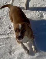 Bo, a male Jack Russell Terrier and Chihuahua for sale in Reynoldsville, PA – Photo 2 of 3