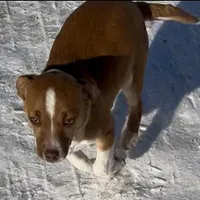 Bo, a male Jack Russell Terrier and Chihuahua for sale in Reynoldsville, PA – Photo 1 of 3