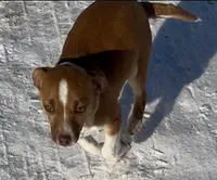 Bo, a male Jack Russell Terrier and Chihuahua for sale in Reynoldsville, PA – Photo 1 of 3