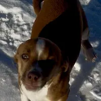 Bo, a male Jack Russell Terrier and Chihuahua for sale in Reynoldsville, PA – Photo 3 of 3