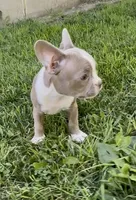 Kensington , a male Boston Terrier and French Bulldog for sale in Reynoldsville, PA – 4 of 4