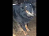 Possum, a female Australian Shepherd for sale in Reynoldsville, PA – Photo 6 of 9