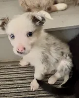 Possum, a female Australian Shepherd for sale in Reynoldsville, PA – Photo 1 of 9