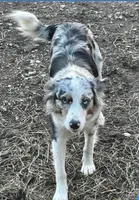Possum, a female Australian Shepherd for sale in Reynoldsville, PA – Photo 5 of 9