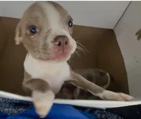Kensington , a male Boston Terrier and French Bulldog for sale in Reynoldsville, PA – 2 of 4