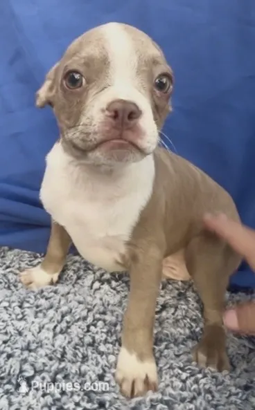 Kensington  – Boston Terrier, French Bulldog puppy for sale in Reynoldsville, PA