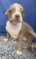 Kensington , a male Boston Terrier and French Bulldog for sale in Reynoldsville, PA – 1 of 4