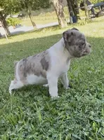 Sprite , a female Boston Terrier and French Bulldog for sale in Reynoldsville, PA – 2 of 3