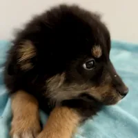 Bear, a male Australian Shepherd for sale in Reynoldsville, PA – Photo 2 of 3