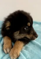 Bear, a male Australian Shepherd for sale in Reynoldsville, PA – Photo 2 of 3