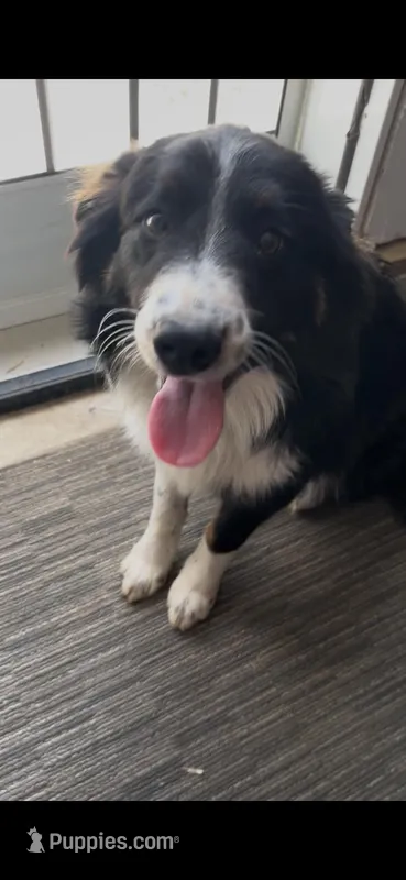 Bear – Australian Shepherd puppy for sale in Reynoldsville, PA