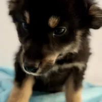 Bear, a male Australian Shepherd for sale in Reynoldsville, PA – Photo 1 of 3