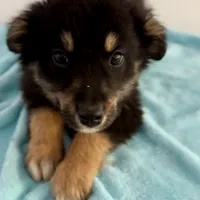 Bear, a male Australian Shepherd for sale in Reynoldsville, PA – Photo 3 of 3