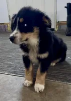 Lamb, a female Australian Shepherd for sale in Reynoldsville, PA – Photo 1 of 5
