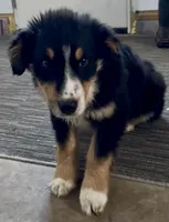 Lamb, a female Australian Shepherd for sale in Reynoldsville, PA – Photo 2 of 5