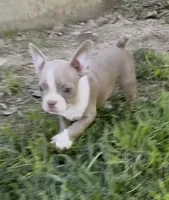 Kensington , a male Boston Terrier and French Bulldog for sale in Reynoldsville, PA – 3 of 4