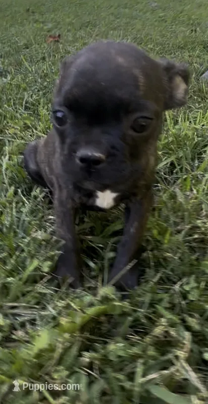 Buggs  – Boston Terrier, French Bulldog puppy for sale in Reynoldsville, PA
