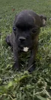 Buggs , a female Boston Terrier and French Bulldog for sale in Reynoldsville, PA – 1 of 3
