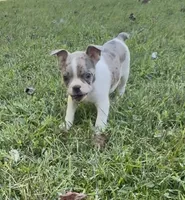 Sprite , a female Boston Terrier and French Bulldog for sale in Reynoldsville, PA – 3 of 3