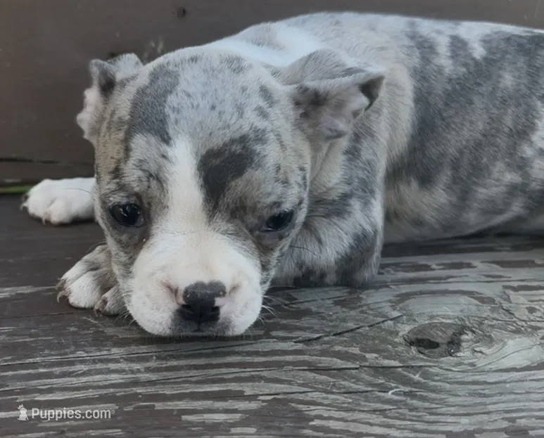 Bruce – Boston Terrier, French Bulldog puppy for sale in Reynoldsville, PA