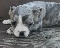 Bruce, a male Boston Terrier and French Bulldog for sale in Reynoldsville, PA – 1 of 3