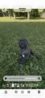 Buggs , a female Boston Terrier and French Bulldog for sale in Reynoldsville, PA – 3 of 3