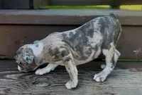 Bruce, a male Boston Terrier and French Bulldog for sale in Reynoldsville, PA – 2 of 3