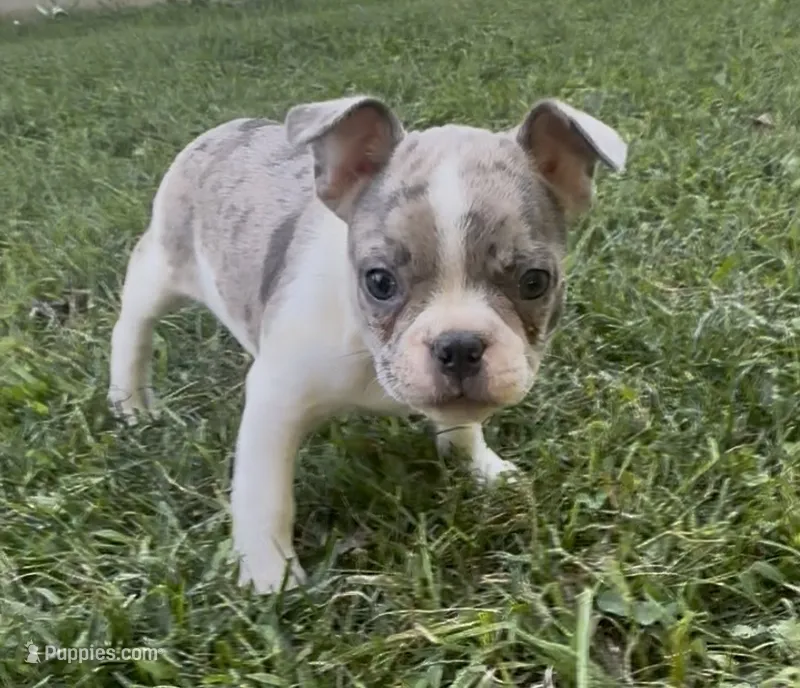 Sprite  – Boston Terrier, French Bulldog puppy for sale in Reynoldsville, PA