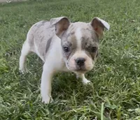 Sprite , a female Boston Terrier and French Bulldog for sale in Reynoldsville, PA – 1 of 3