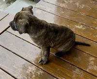 Rocky , a female German Shepherd Dog and Olde English Bulldogge for sale in Reynoldsville, PA – Photo 5 of 6