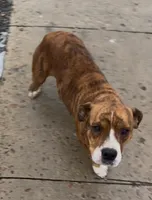 Rocky , a female German Shepherd Dog and Olde English Bulldogge for sale in Reynoldsville, PA – Photo 6 of 6