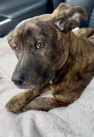 Rocky , a female German Shepherd Dog and Olde English Bulldogge for sale in Reynoldsville, PA – Photo 4 of 6