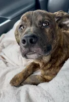 Rocky , a female German Shepherd Dog and Olde English Bulldogge for sale in Reynoldsville, PA – Photo 3 of 6
