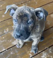 Rocky , a female German Shepherd Dog and Olde English Bulldogge for sale in Reynoldsville, PA – Photo 1 of 6