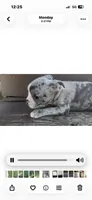 Bruce, a male Boston Terrier and French Bulldog for sale in Reynoldsville, PA – 3 of 3