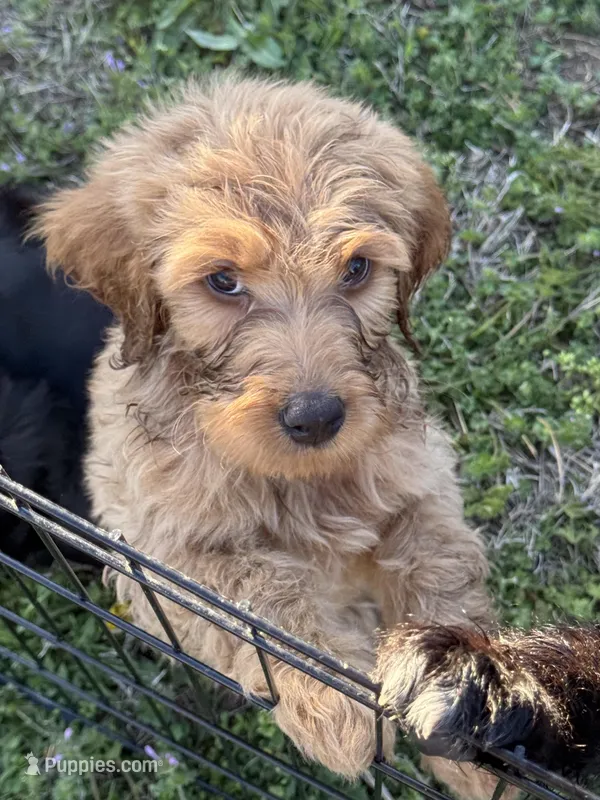 Benny – Goldendoodle puppy for sale in Seminole, OK