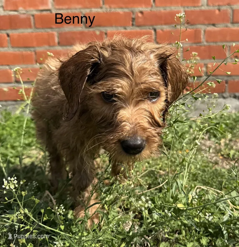 Benny