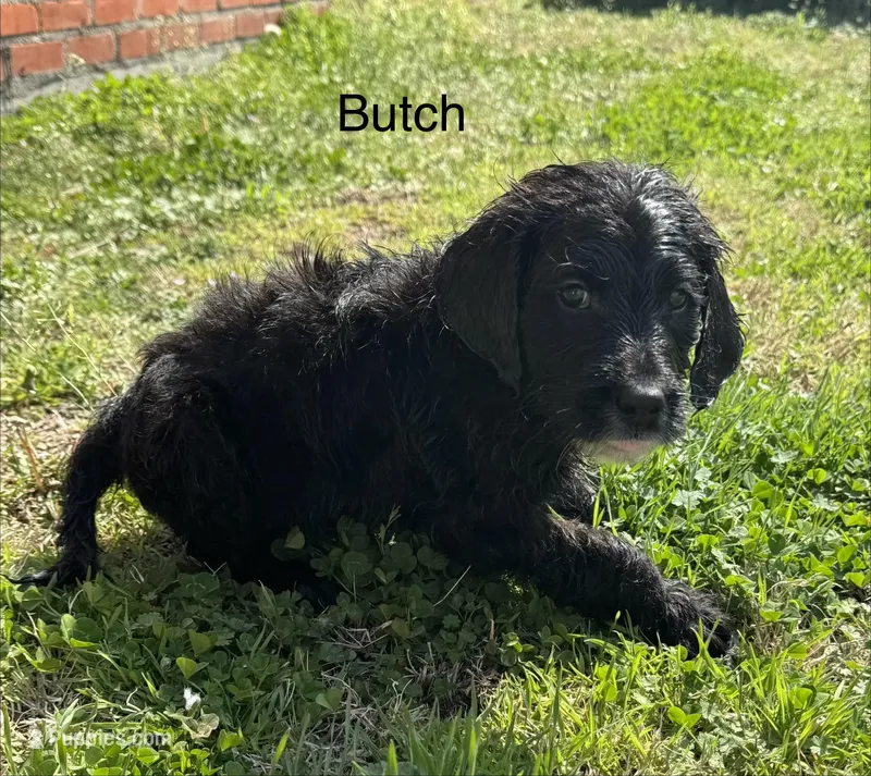 Butch