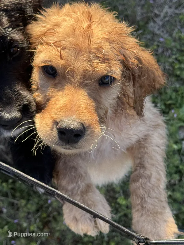 Theo – Goldendoodle puppy for sale in Seminole, OK