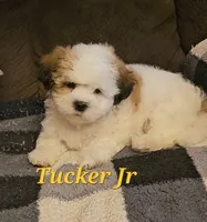 Tucker jr, a male Shih Tzu for sale in New Caney, TX – 3 of 6