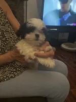Oreo, a male Shih Tzu for sale in New Caney, TX – 5 of 6