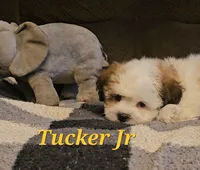 Tucker jr, a male Shih Tzu for sale in New Caney, TX – 2 of 6