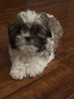 Peanut , a male Shih Tzu for sale in New Caney, TX – 8 of 9