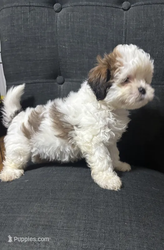Jewel – Shih Tzu puppy for sale in New Caney, TX