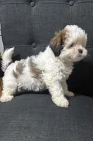 Jewel, a female Shih Tzu for sale in New Caney, TX – 1 of 1