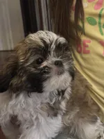 Peanut , a male Shih Tzu for sale in New Caney, TX – 2 of 9